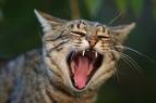 j'adoreeeeeeeeeee! les chat!!
