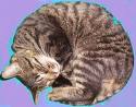 mitscheake mon petit chat!!